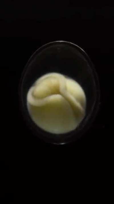 Xenopus embryonic development.