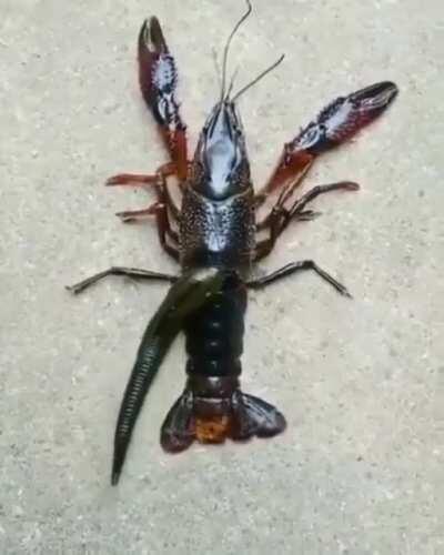 A leech finds a new home in a crawfish.