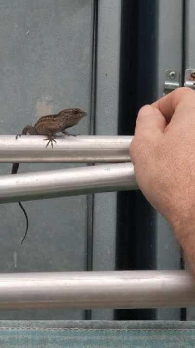 Stringfellow was not happy that Tailless stole his mealworm, and he made his feelings KNOWN!