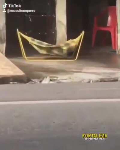 A puppy in a hammock? The happiest dog in the world... his tenderness fills the soul!