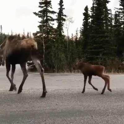 A moose family taking a stroll.