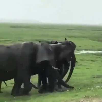 🔥 The birth of an Elephant calf 🔥