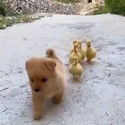 Ducklings and a puppy.. that's all