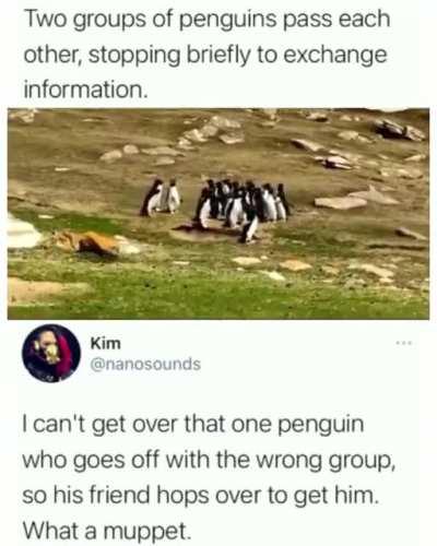 Penguins exchange information and run after member