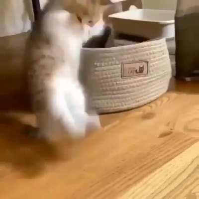 Adorable cat afraid of mouse toy