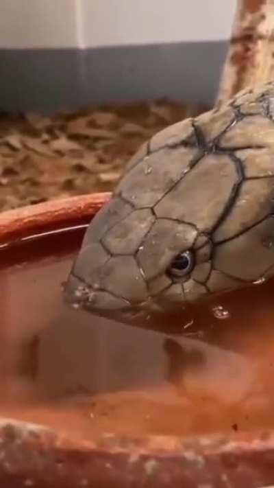 A cobra drinking water. Thirsty snek.