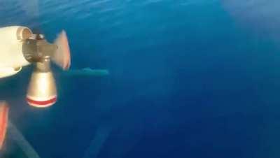 This is why i'm afraid of the ocean