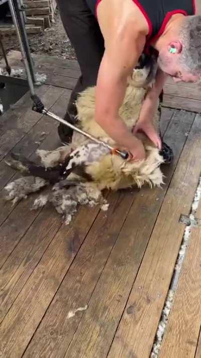 This gentleman’s sheep shearing technique