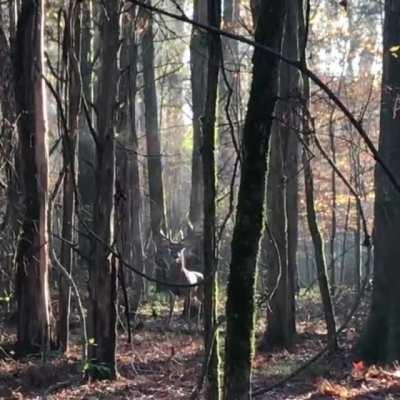 Hunter scared off a doe being pursued by this whitetail buck. Buck is pissed