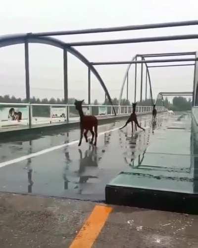 A little trouble crossing the bridge