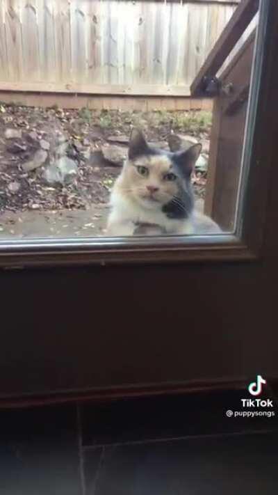 Meet Cheryl the neighbor cat