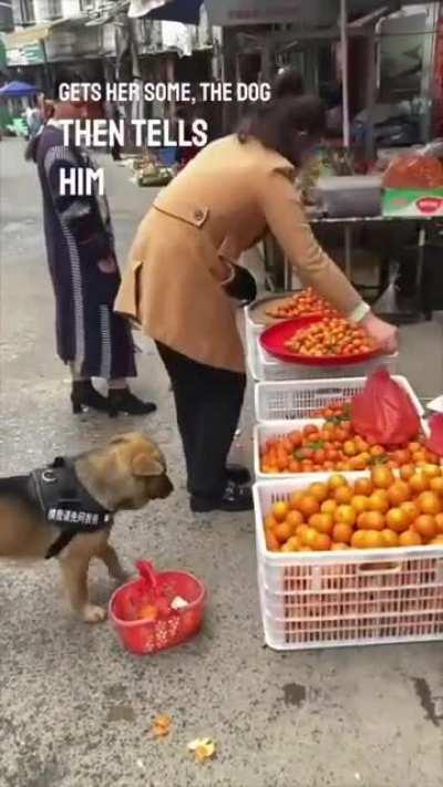 This dog goes shopping for its owner, picking out fruits and vegetables