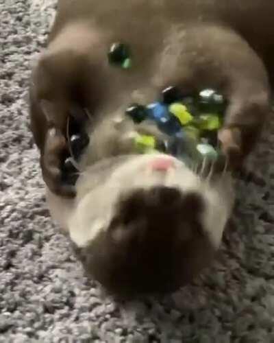 This otter has marbles