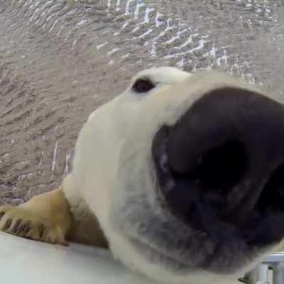 🔥 Just a curious Polar Bear having a nosey around...