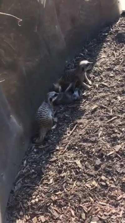 Dramatic Meerkat Being Dramatic