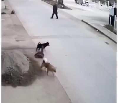 Dog saves his buddy life