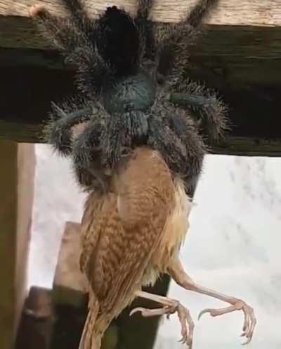 There exists a tarantula in South America that eats bird.