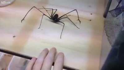 American Whip Spiders have fucking hands