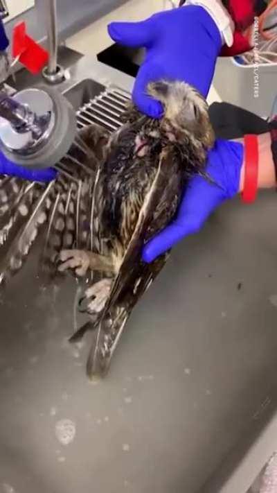 Baby owl is rescued and has his first bath.