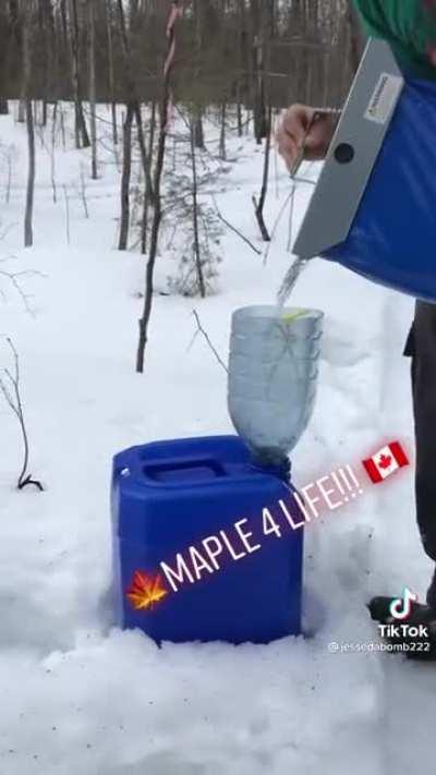 Collecting sap to make some maple syrup! 🍁