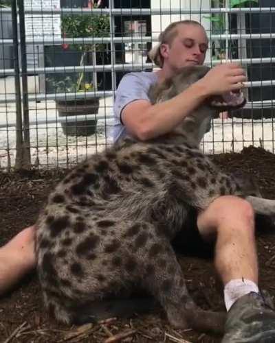 I've always wanted to hug a bear but I think Hyenas are now my new favorite.