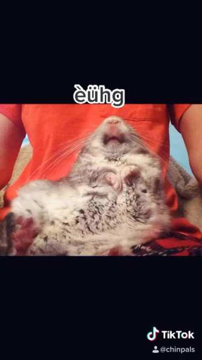 Chip the chinchilla’s most embarrassing pics narrated by bizarre “accents”