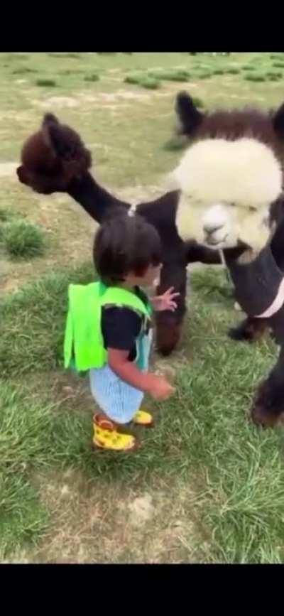 Kid meets baby alpaca