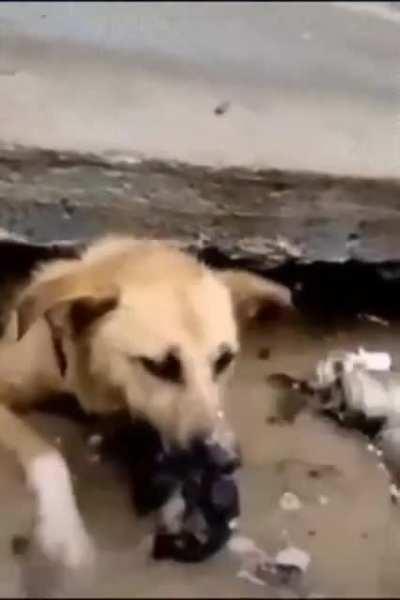 This dog came back to save her puppies from a flood.