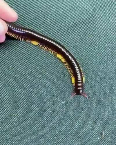 The way this Flameleg Millipede walks is hypnotic
