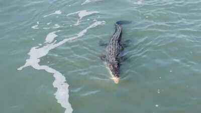 🔥 Saltwater Crocodile Snatches A Shark From The Depths : Ha...