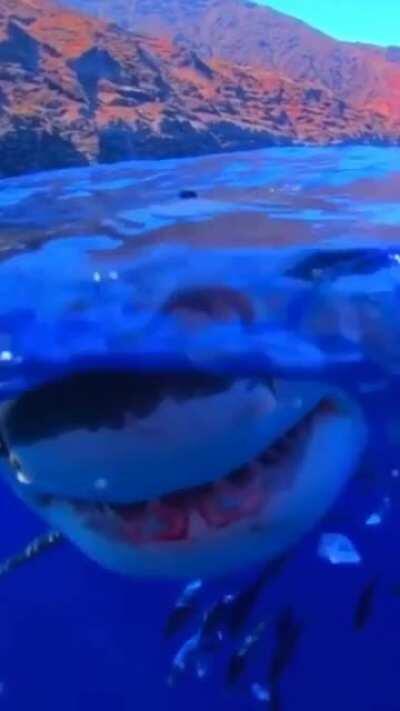 🔥 Great white shark appears out of nowhere