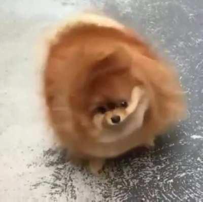 Wiggly pomeranian