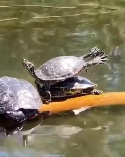 I wonder if they are practicing that move in Dirty Dancing 😄 🐢