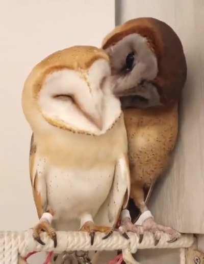 Happy Owl Couple in Love