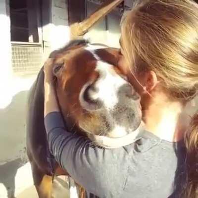 One very comforted horse