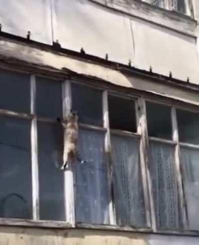 Get this cat on mission impossible team....