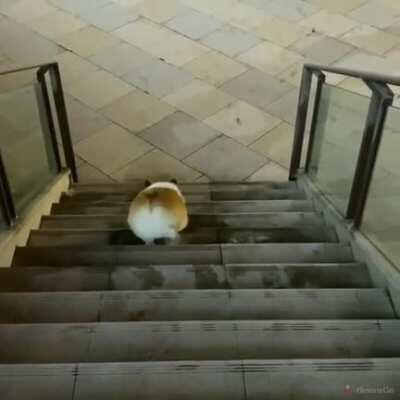 Corgi walking down the stairs.