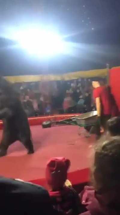 Circus handler attacked by bear