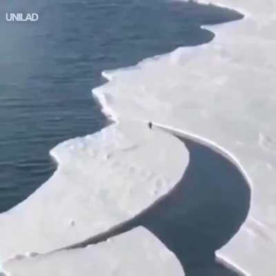 Penguin escaping an ice break!