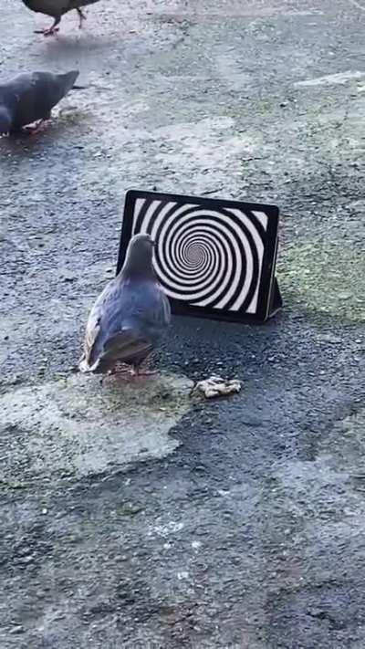 Pigeon gets hypnotized by a hypno screen