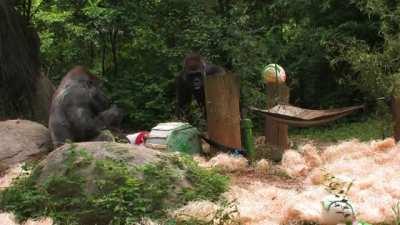 Ozzie the Gorilla, enjoying his 60th birthday cake: Ozzie is currently the oldest male Gorilla on record(in the wild, their average lifespan is under 40) and lives in Atlanta, with a group of elderly females, in a habitat specifically designed to provide 