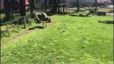 Guy attempts to run across a yard full of Ostrich