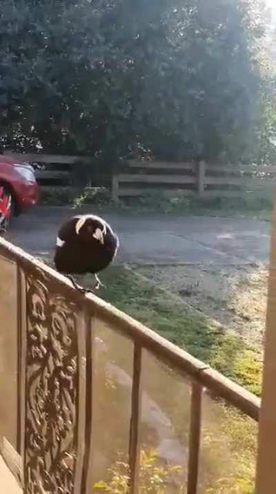 You know it's cold in Australia when you can see the steam coming out of the beaks of magpies when they sing.