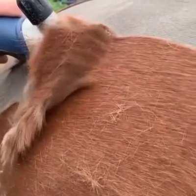 Clipping a Horse