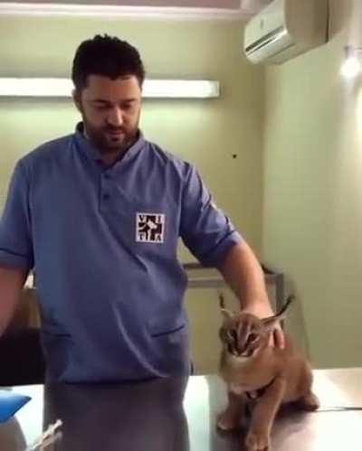 Caracal hisses at vet while being vaccinated