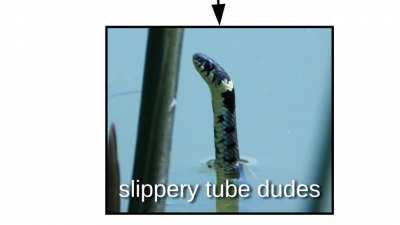 Internet names for snakes explained (Sneks, Danger Noodles, & Nope Ropes)