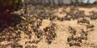 Camponotus nicobarensis legions (warning overly dramatic music) 🐜🖤