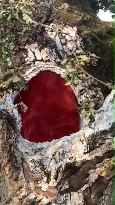 Fire burning INSIDE of a tree with nothing else burning. Credit: u/Lemus_Alone