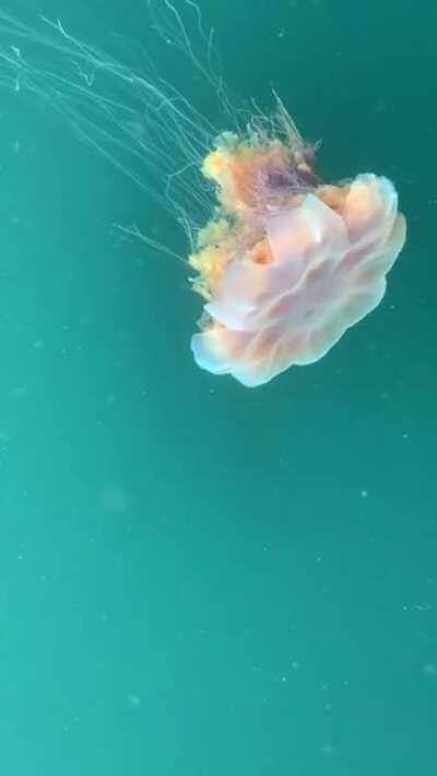 🔥 Lions Mane Jellyfish down at the local marina. Don’t swim here!