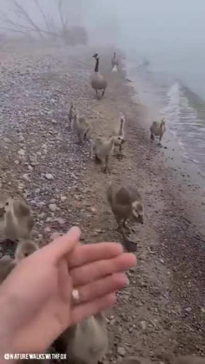 🔥 Guy gets a family of geese to take a picture with him.